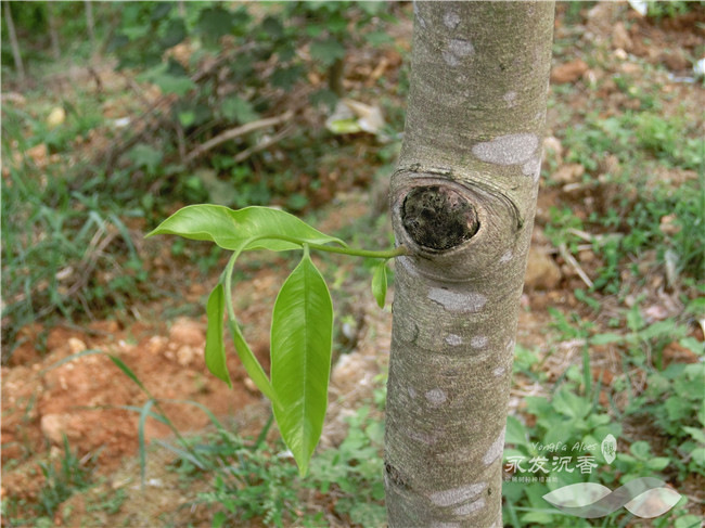 什么是沉香树,有相关的图片可以辨别吗?_中国永发沉香树种植基地